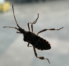Leptoglossus occidentalis