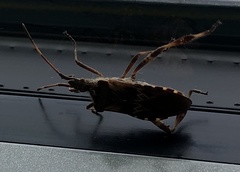 Leptoglossus occidentalis