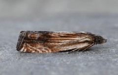 Eucosma radiatana