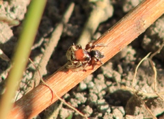 Habronattus forticulus