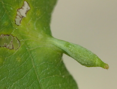 Andricus chinquapin
