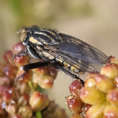 Oxysarcodexia varia