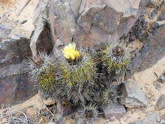 Copiapoa atacamensis