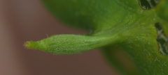 Andricus chinquapin