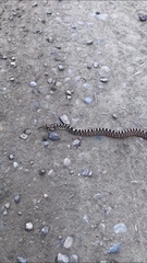 Pituophis catenifer deserticola