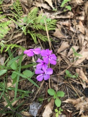 Phlox pilosa pilosa