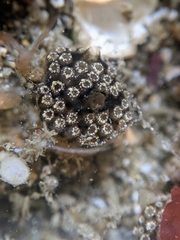 Distaplia occidentalis