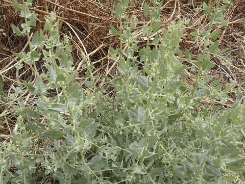 wedgescale (Atriplex truncata)
