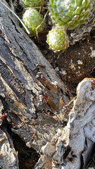 Camponotus novaeboracensis