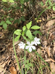 Phlox pilosa pilosa