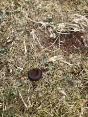 Dumontinia
