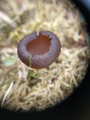 Dumontinia