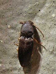 Heteroderes amplicollis