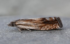 Eucosma radiatana