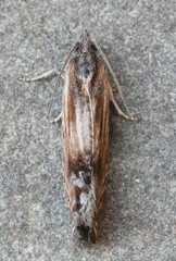 Eucosma radiatana