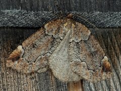 Spodolepis substriataria