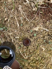 Dumontinia
