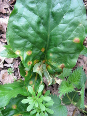 Puccinia sessilis