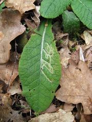 Phytomyza primulae