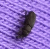 Dryophthorus americanus