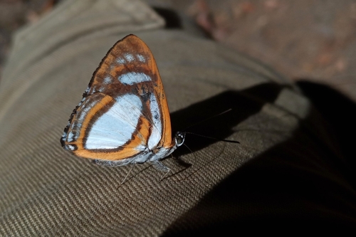 Irenia Metalmark