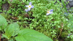 Houstonia serpyllifolia