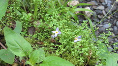 Houstonia serpyllifolia