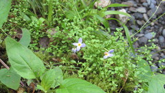 Houstonia serpyllifolia