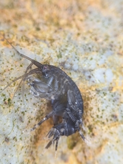 Melitidae
