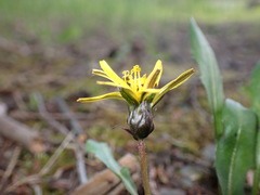 Taraxacum palustre