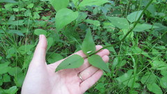 Thaspium trifoliatum trifoliatum