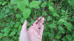Thaspium trifoliatum trifoliatum