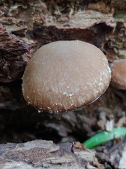 Psathyrella