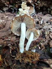 Psathyrella