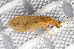 Micromus subanticus