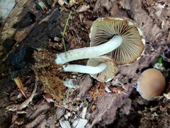 Psathyrella