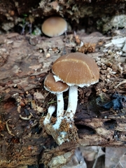 Psathyrella