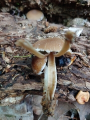 Psathyrella