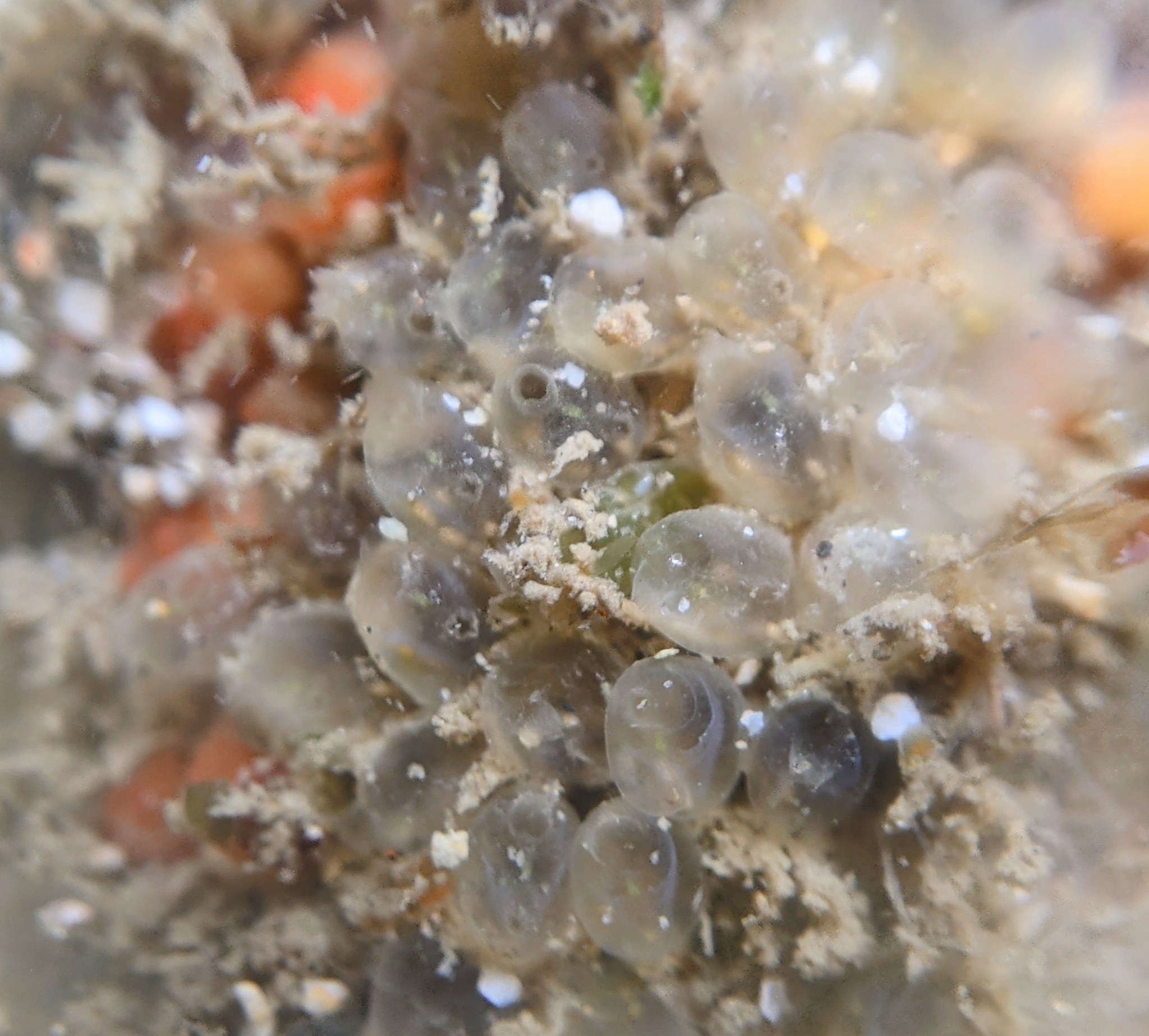 Euherdmania claviformis (Ritter, 1903)