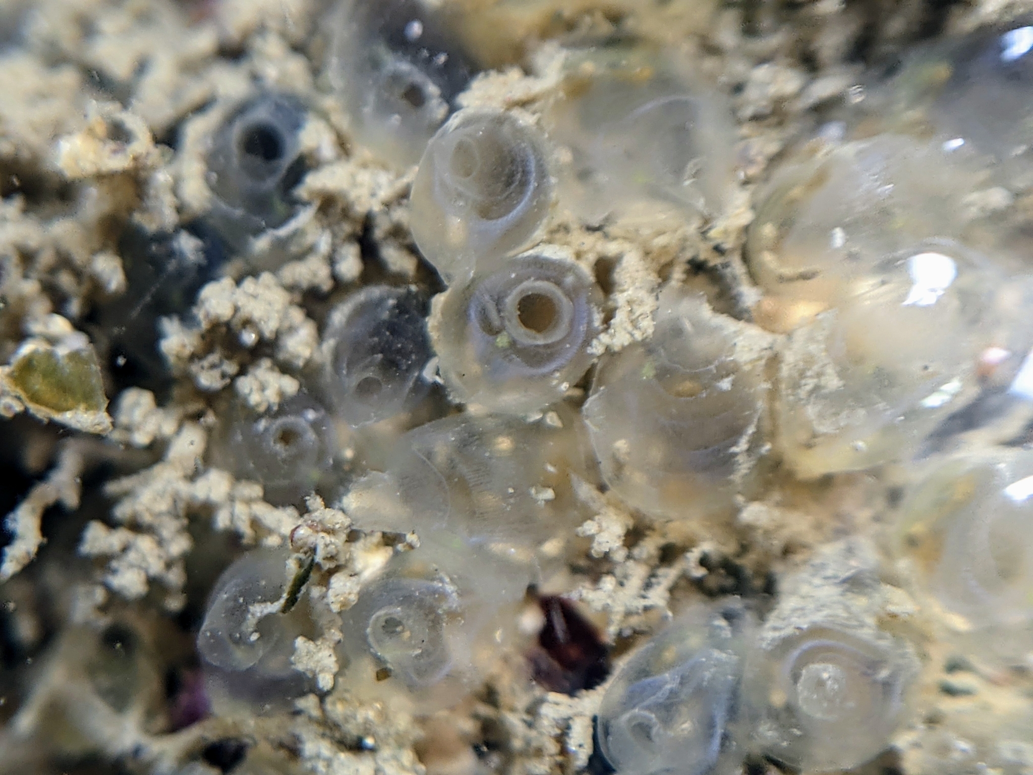 Euherdmania claviformis (Ritter, 1903)