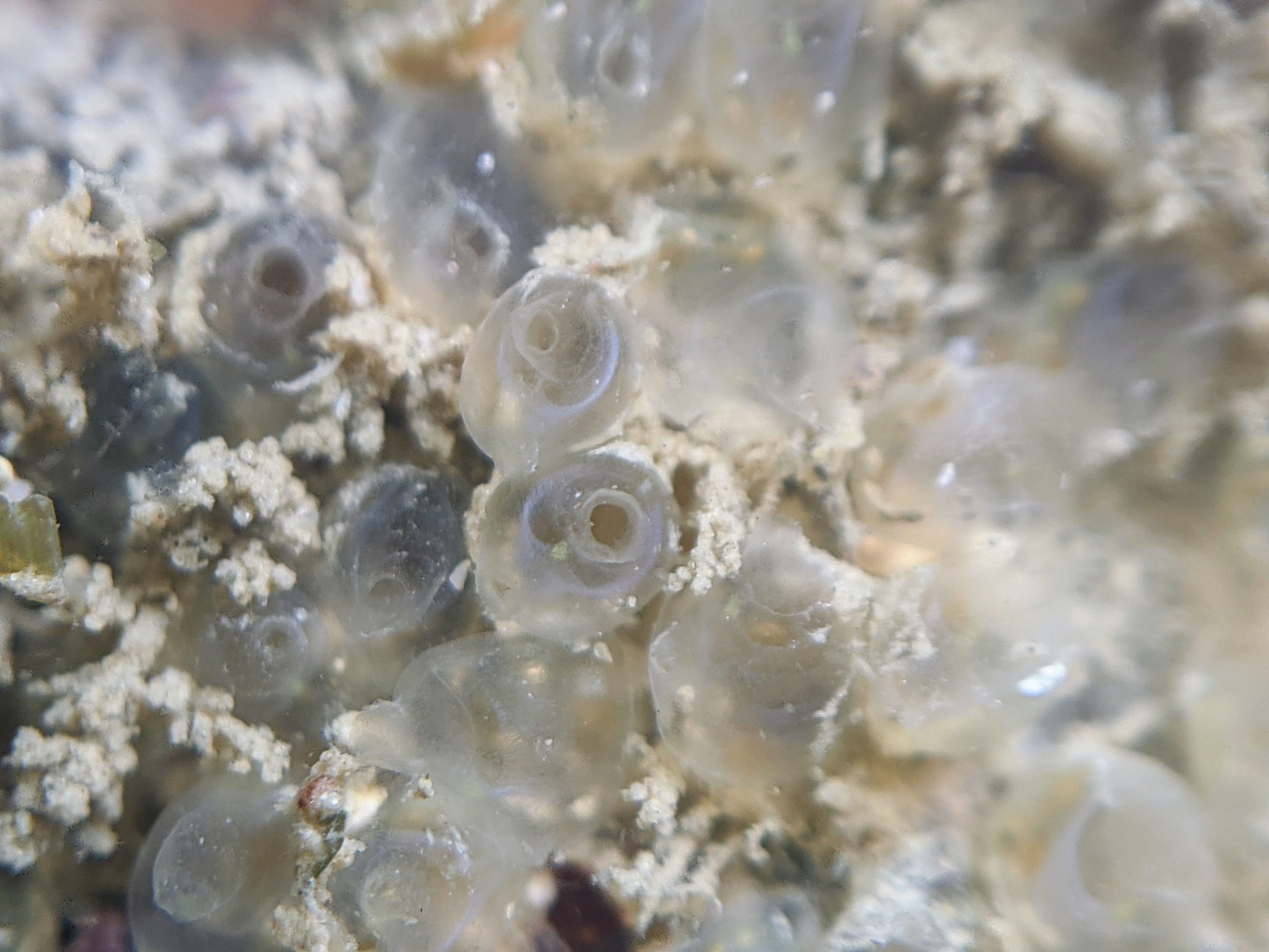 Euherdmania claviformis (Ritter, 1903)