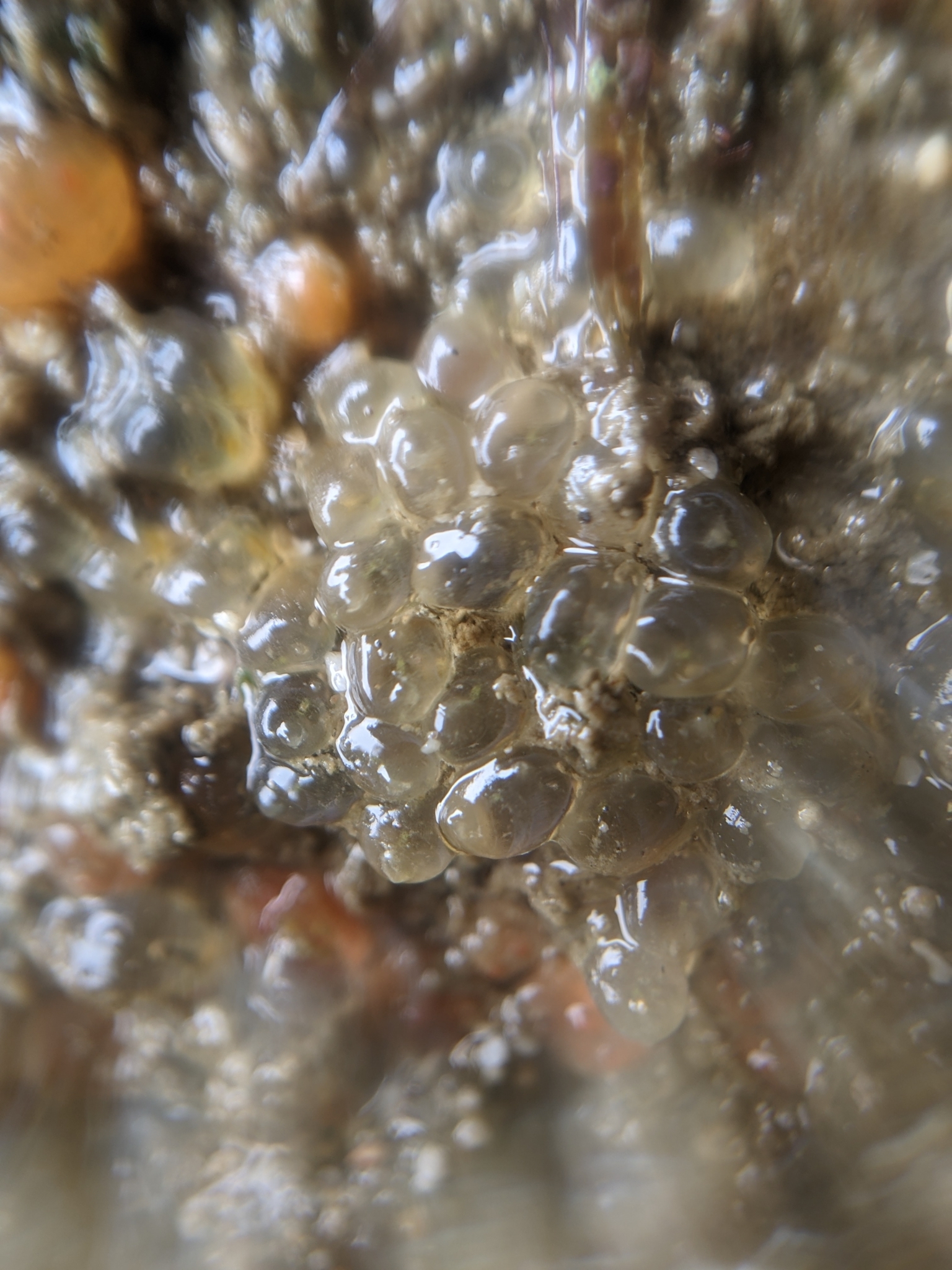 Euherdmania claviformis (Ritter, 1903)