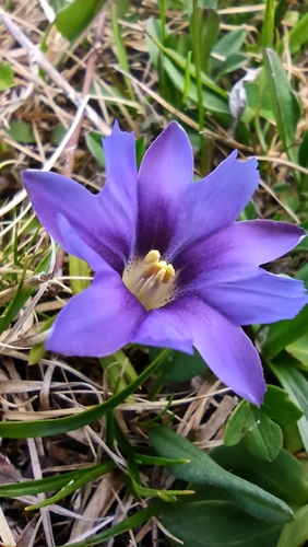 Gentiana dshimilensis