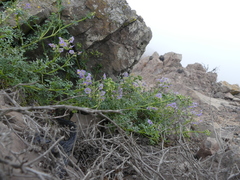 Solanum brachyantherum