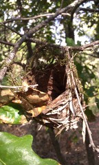 Vireo griseus