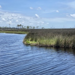 Juncus roemerianus
