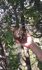 Vireo griseus
