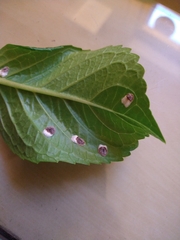 Pulvinaria hydrangeae