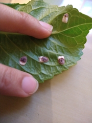 Pulvinaria hydrangeae