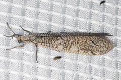 Purenleon inscriptus